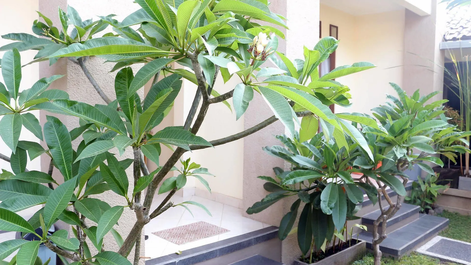 Citrus Tree B&B - Shana أوبود 0*,