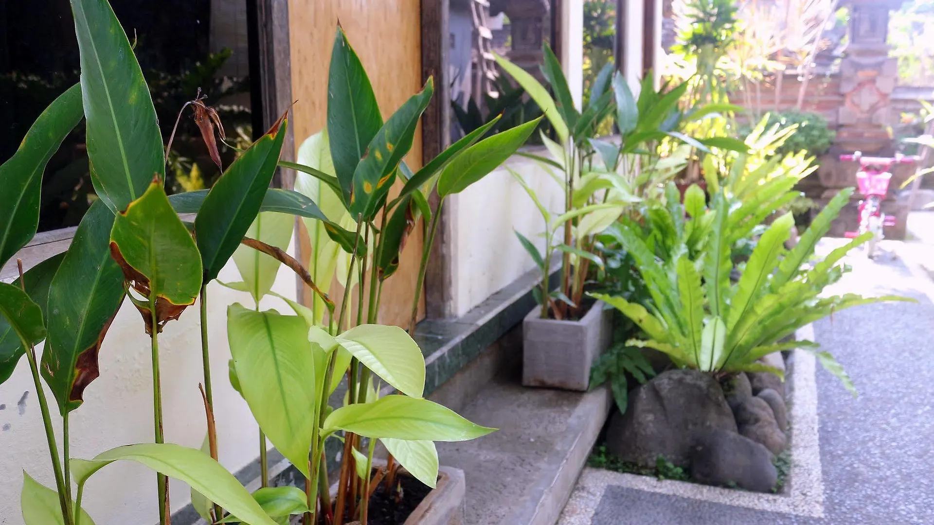 Citrus Tree B&B - Shana Ubud  0*, Ubud (Bali) Indonesia